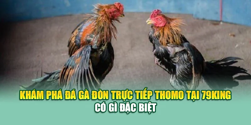 Khám phá đá gà đòn trực tiếp thomo tại 79King có gì đặc biệt